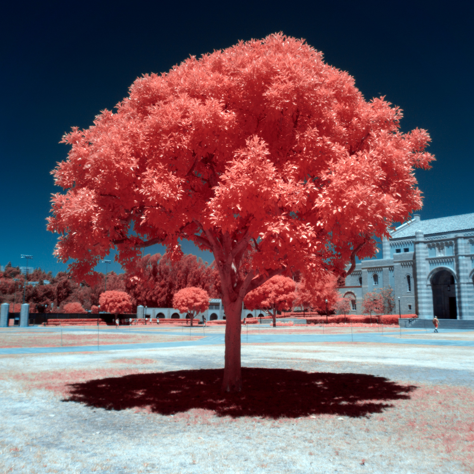 Digital Infrared Photography by Chris Peters